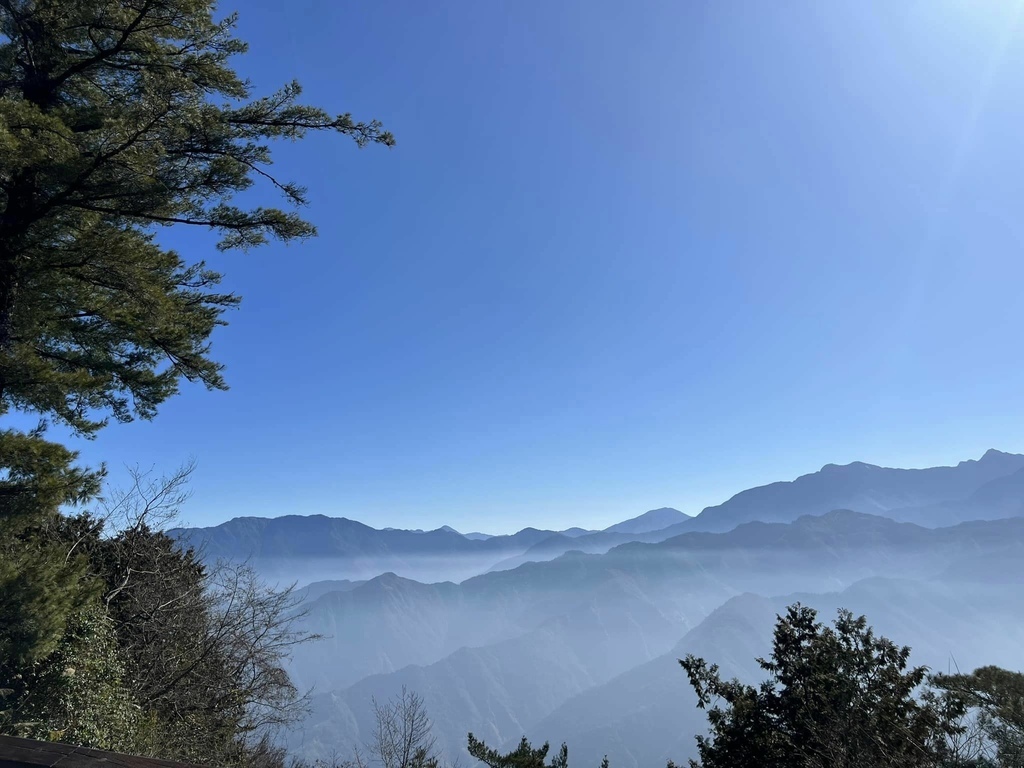 【嘉義阿里山】阿里山森林遊樂區賞花行。day2