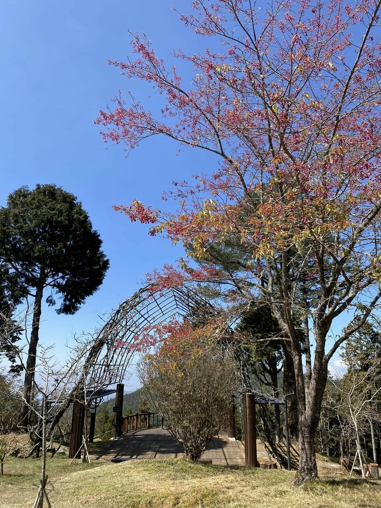 【嘉義阿里山】阿里山森林遊樂區賞花行。day2