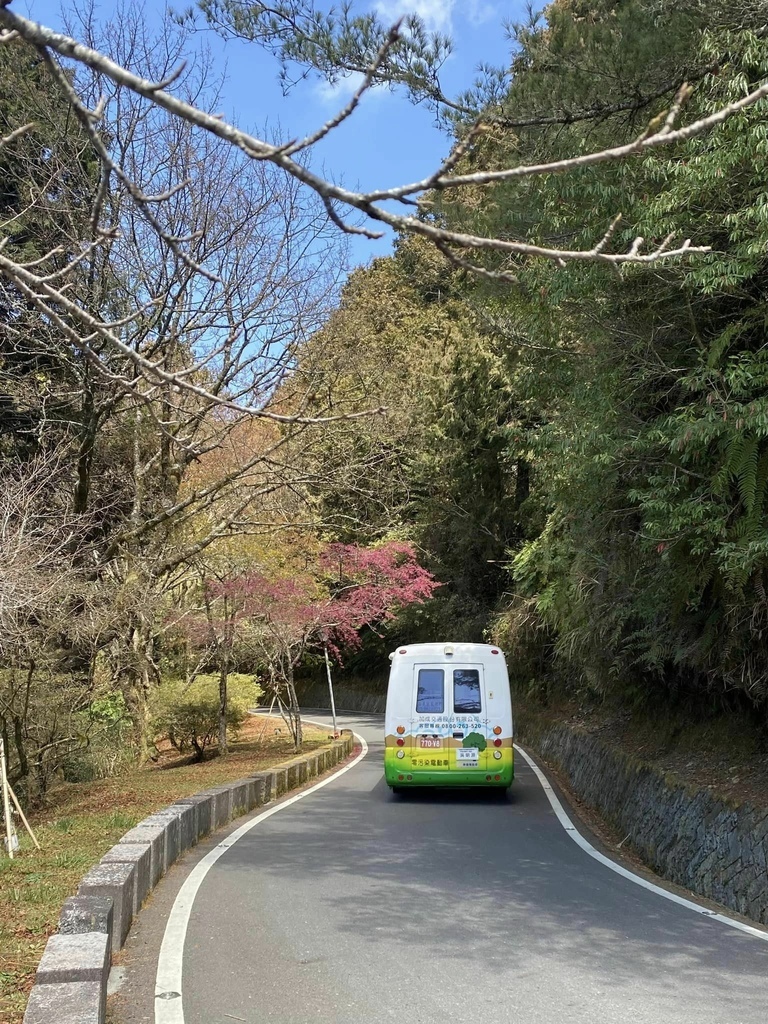 【嘉義阿里山】阿里山森林遊樂區賞花行。day2