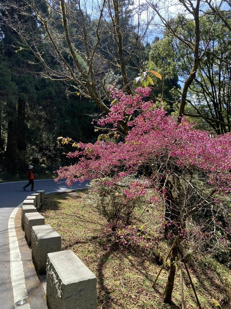 【嘉義阿里山】阿里山森林遊樂區賞花行。day2