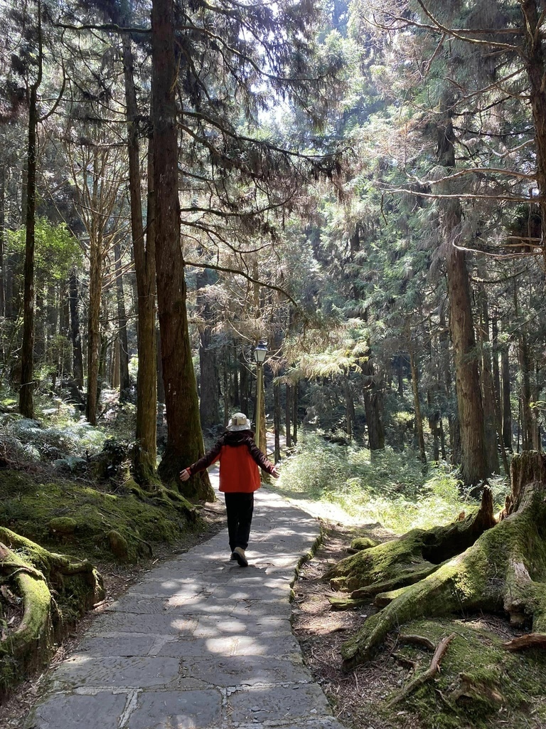 【嘉義阿里山】阿里山森林遊樂區賞花行。day2