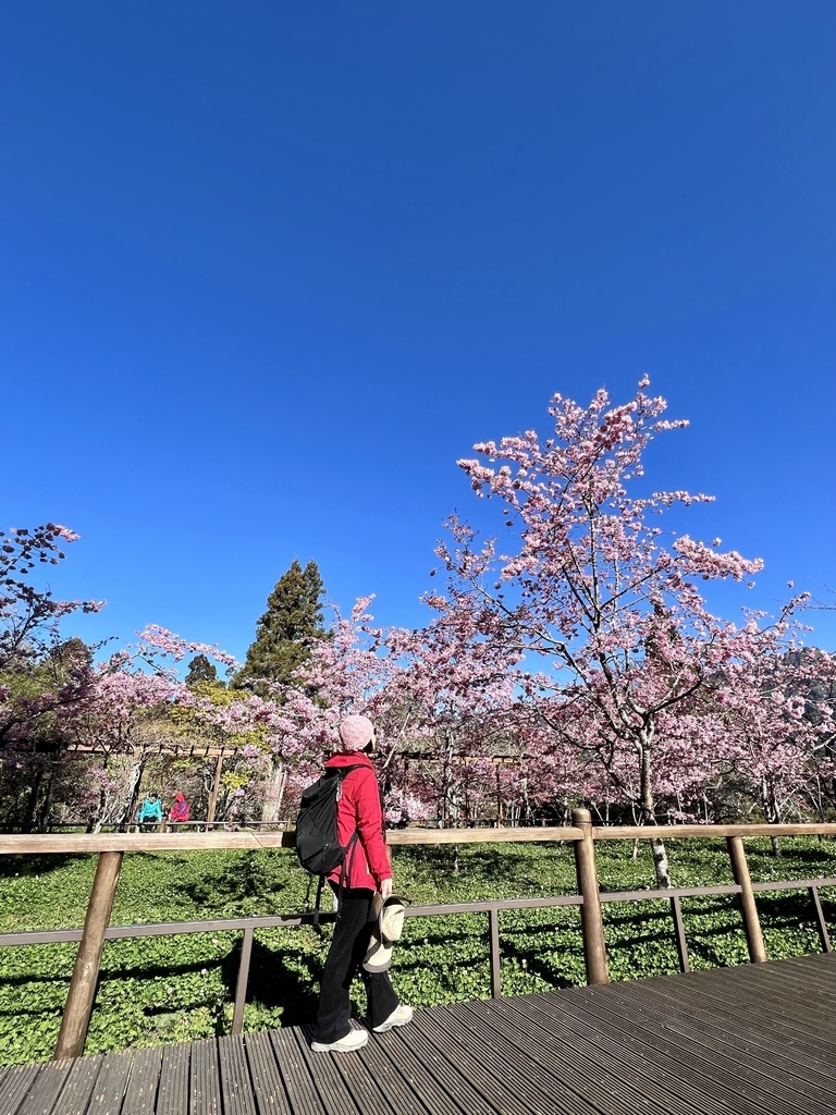 【嘉義阿里山】阿里山森林遊樂區賞花行。day2