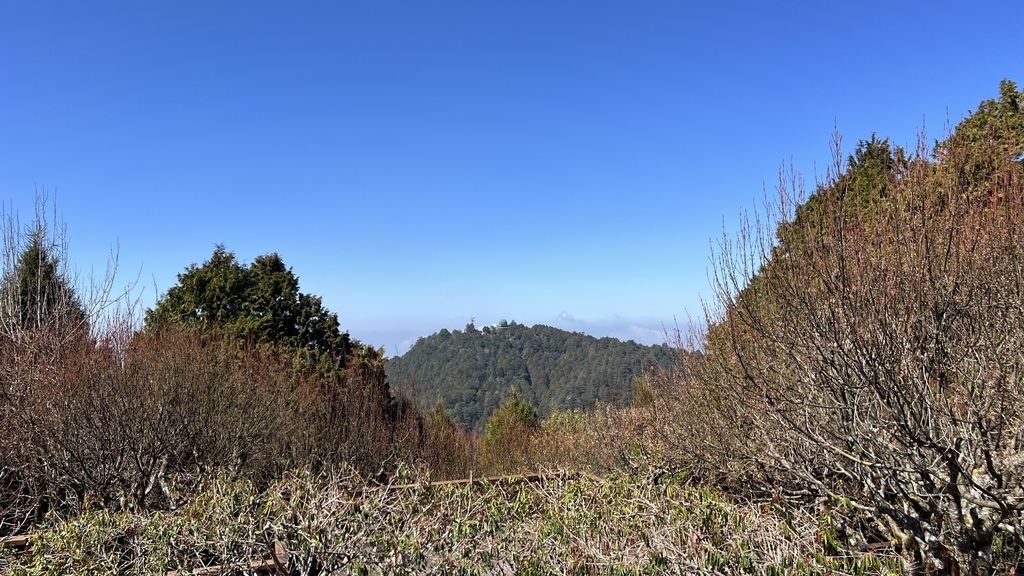 【嘉義阿里山】阿里山森林遊樂區賞花行。day2