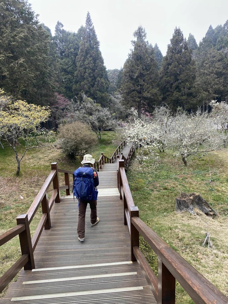 【嘉義阿里山】阿里山森林遊樂區賞花行。day1