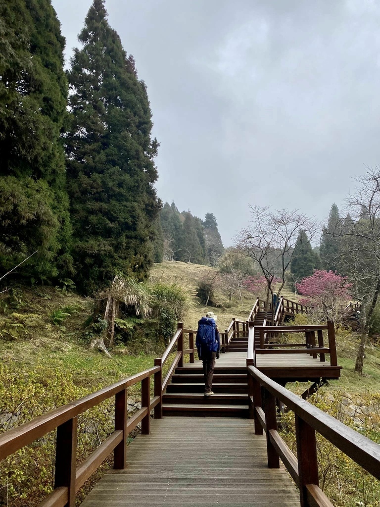 【嘉義阿里山】阿里山森林遊樂區賞花行。day1