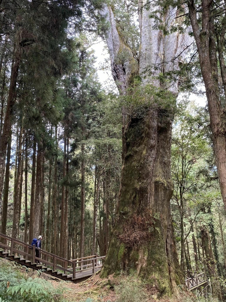 【嘉義阿里山】阿里山森林遊樂區賞花行。day1