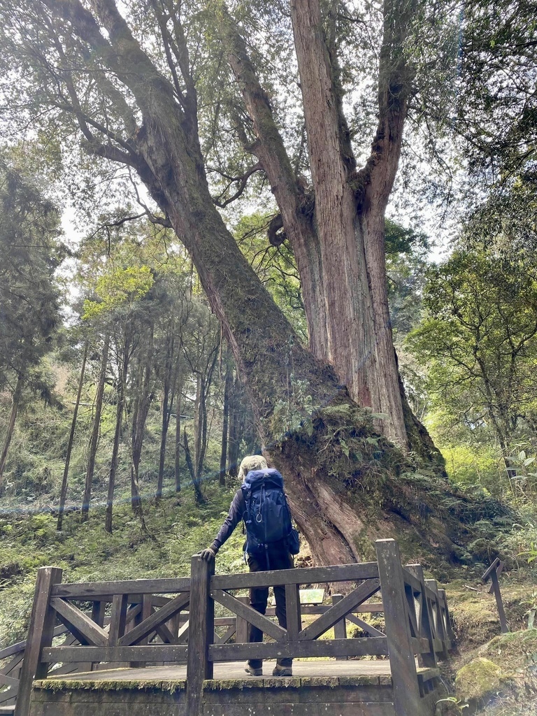 【嘉義阿里山】阿里山森林遊樂區賞花行。day1