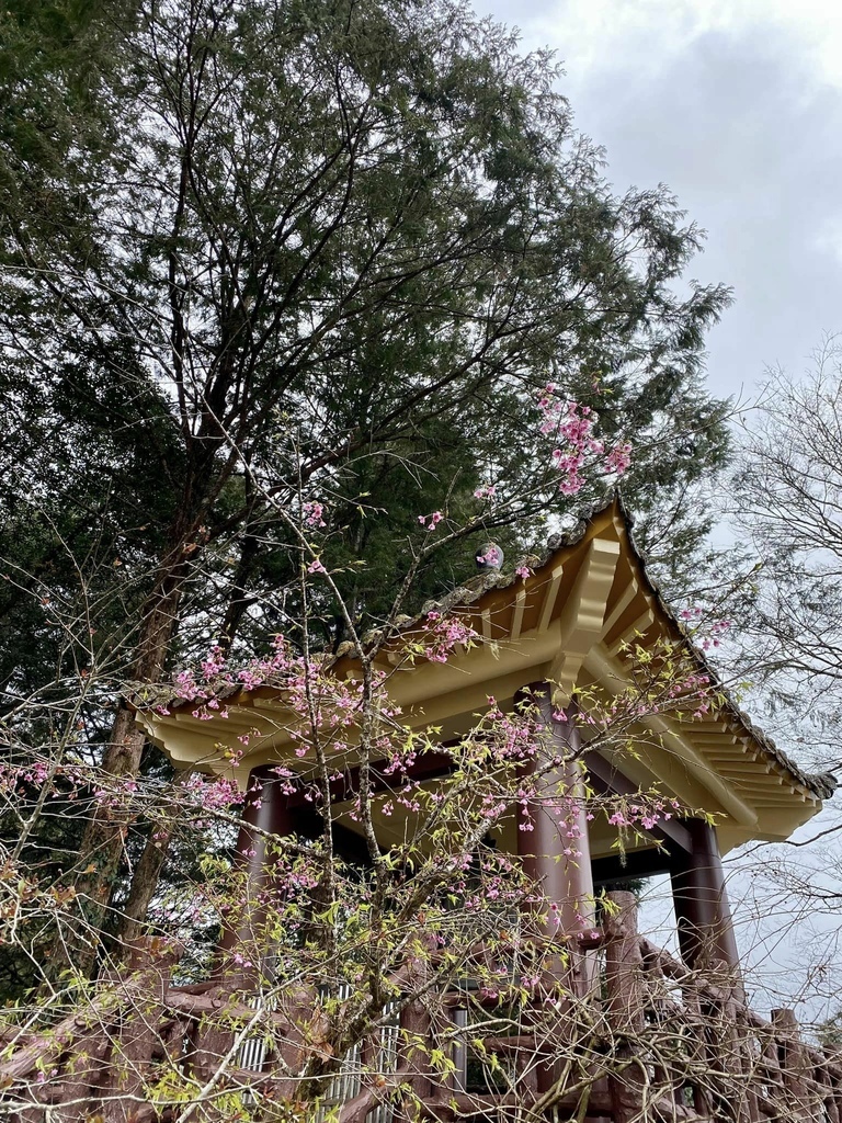 【嘉義阿里山】阿里山森林遊樂區賞花行。day1