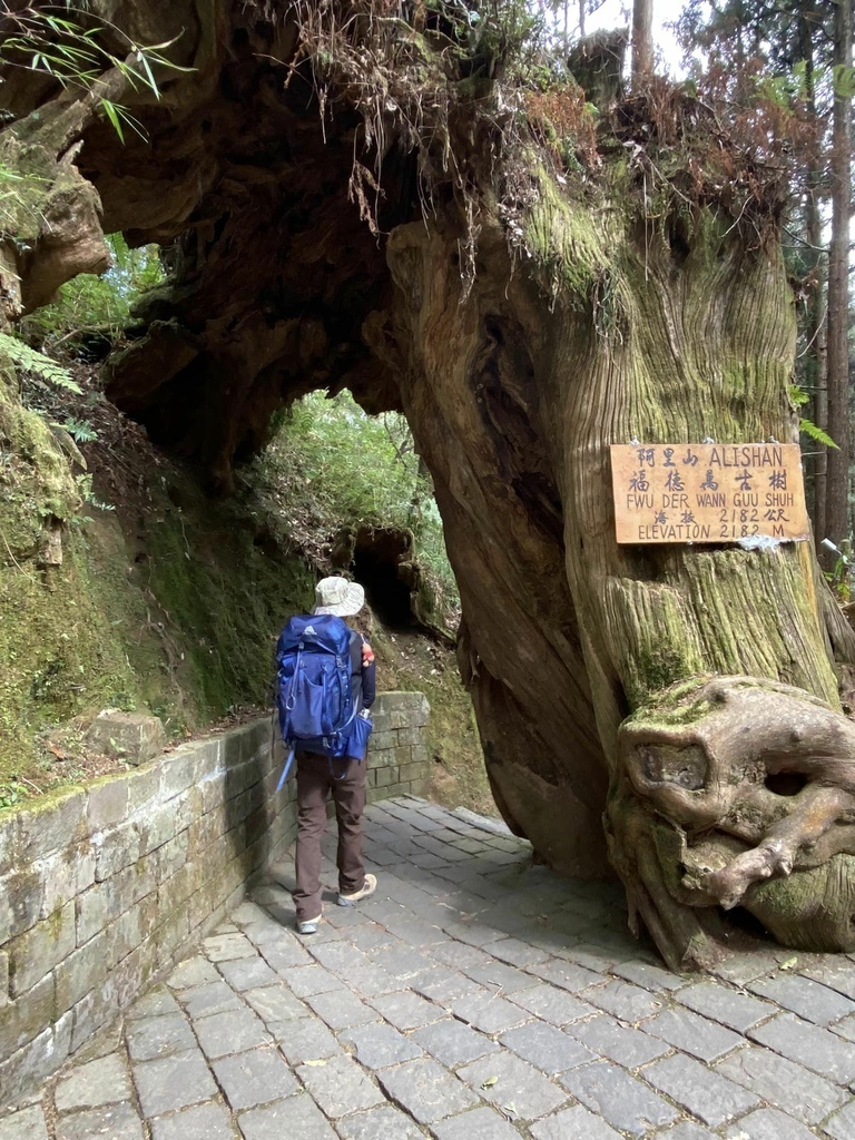 【嘉義阿里山】阿里山森林遊樂區賞花行。day1