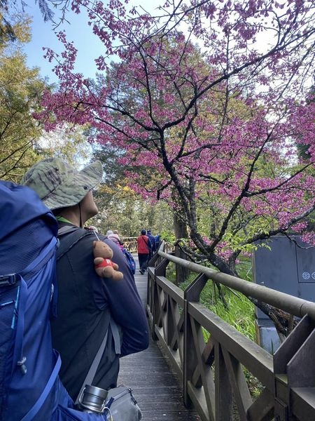 【嘉義阿里山】阿里山森林遊樂區賞花行。day1