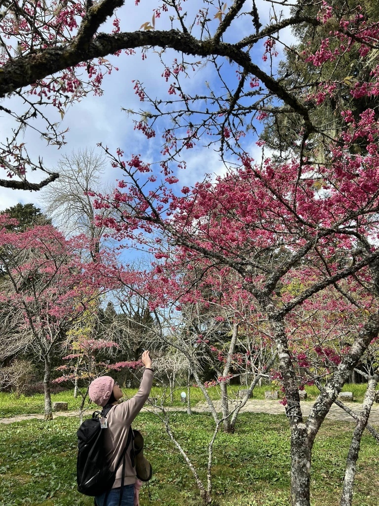 【嘉義阿里山】阿里山森林遊樂區賞花行。day1