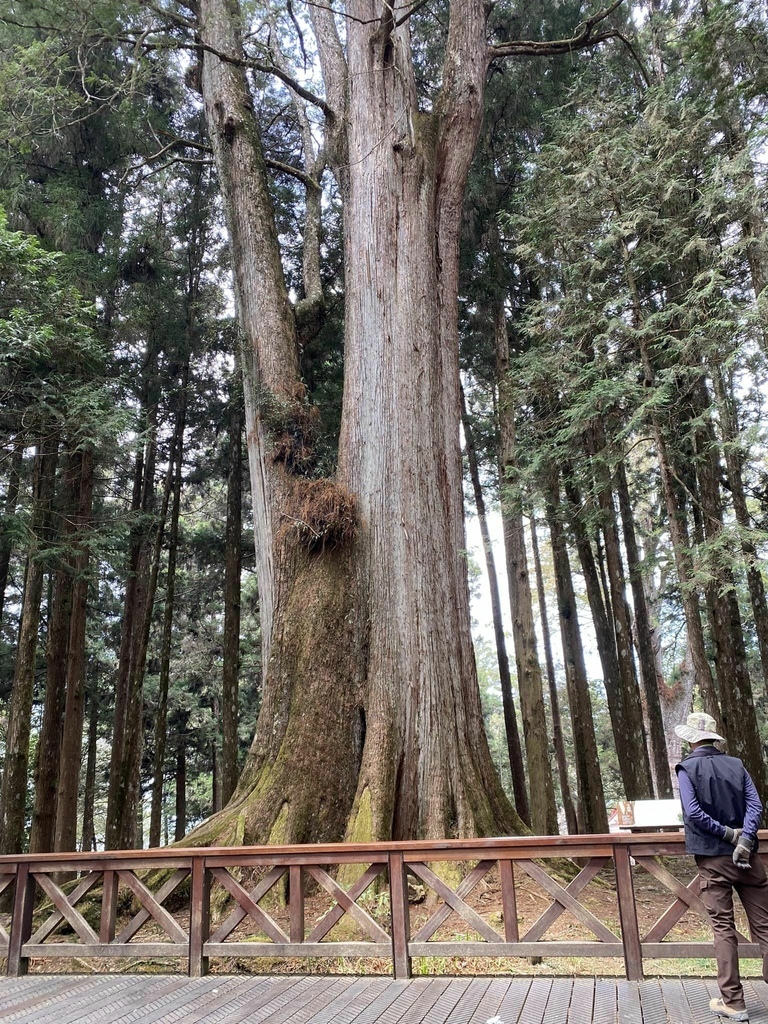 【嘉義阿里山】阿里山森林遊樂區賞花行。day1