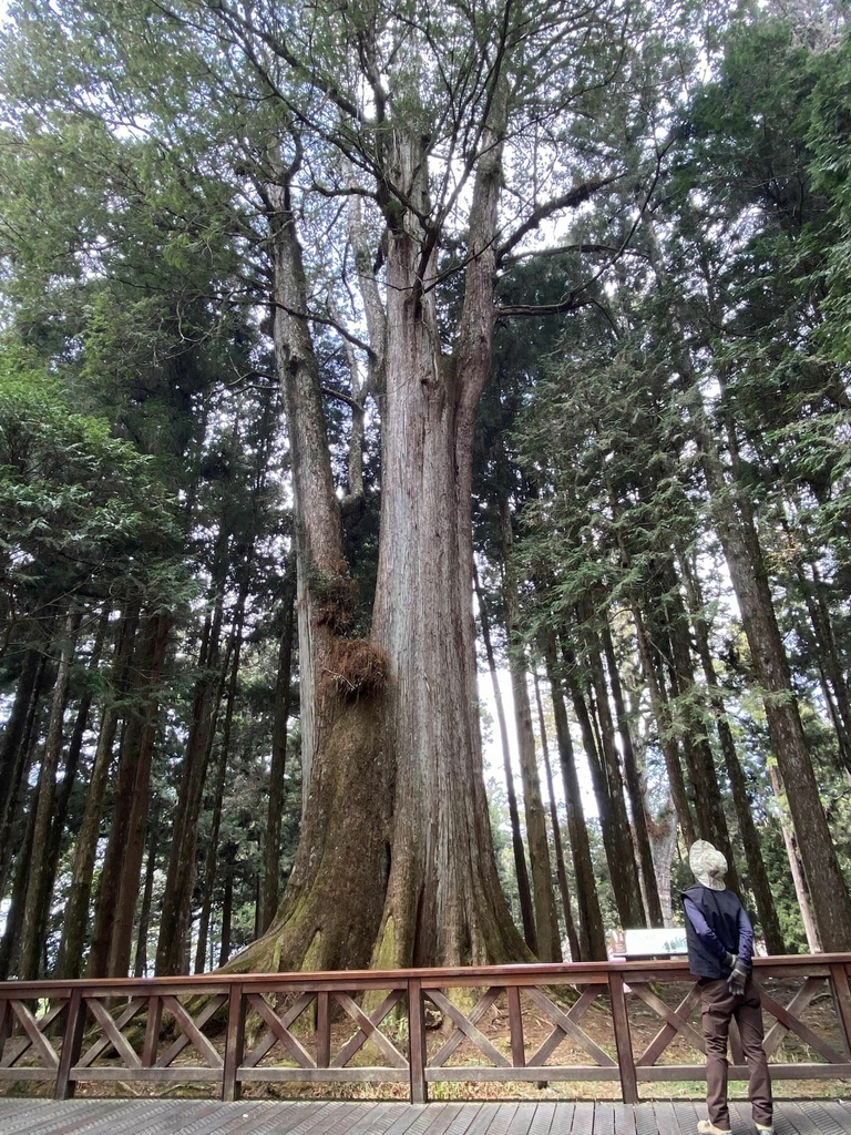 【嘉義阿里山】阿里山森林遊樂區賞花行。day1