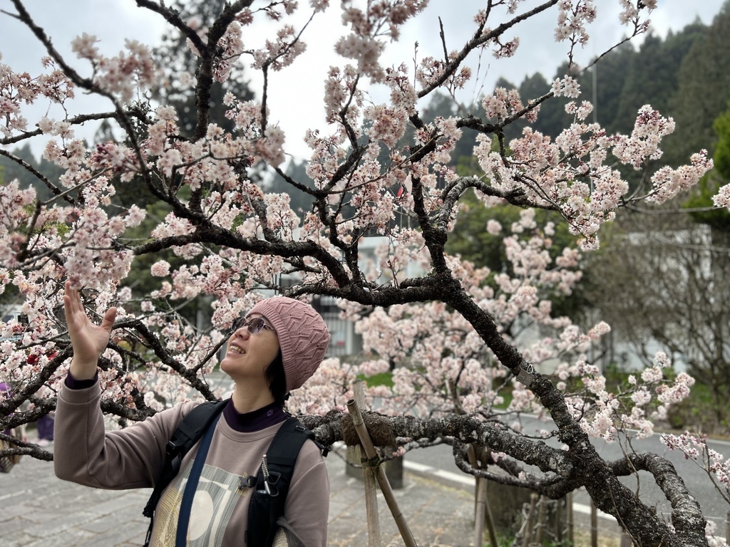 【嘉義阿里山】阿里山森林遊樂區賞花行。day1