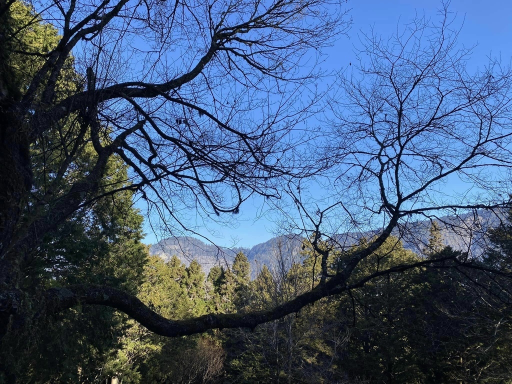 【嘉義阿里山】阿里山森林遊樂區賞花行。day2