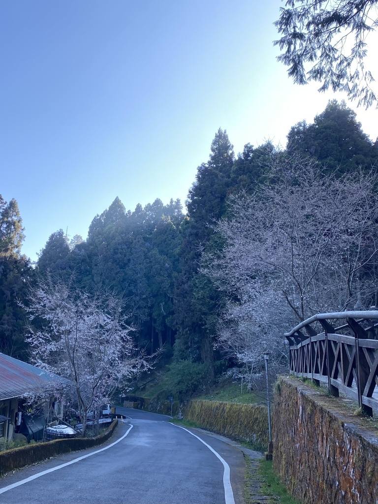 【嘉義阿里山】阿里山森林遊樂區賞花行。day2