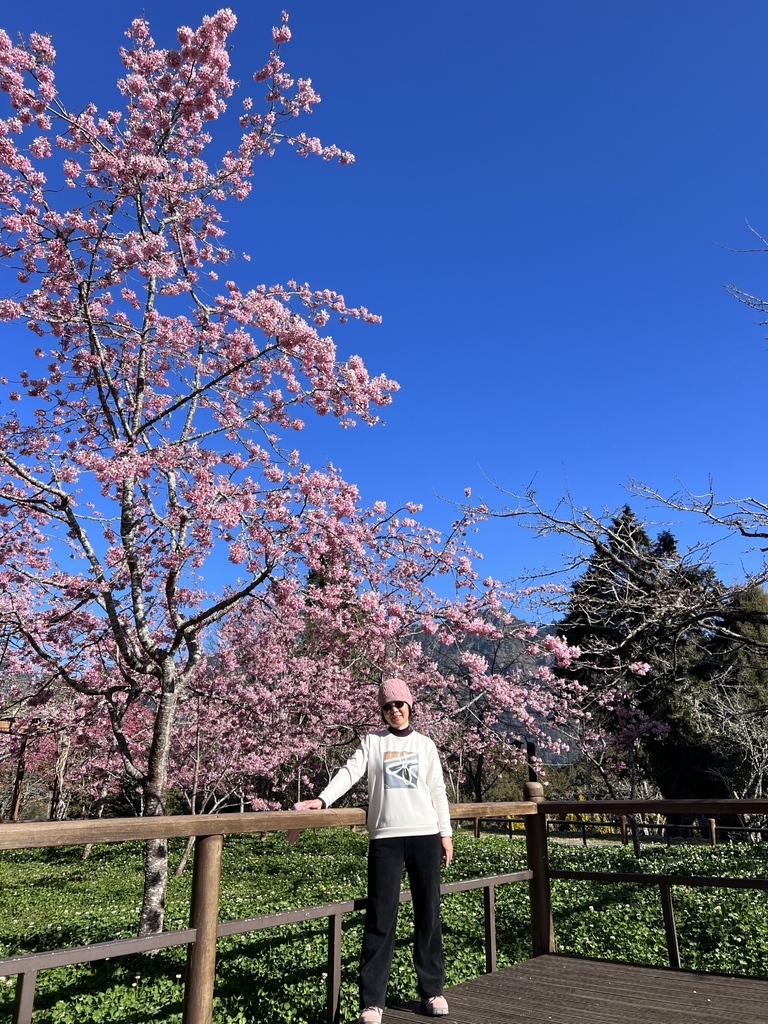 【嘉義阿里山】阿里山森林遊樂區賞花行。day2