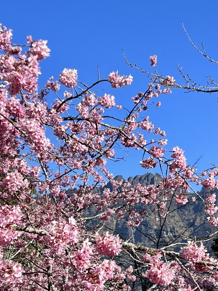 【嘉義阿里山】阿里山森林遊樂區賞花行。day2