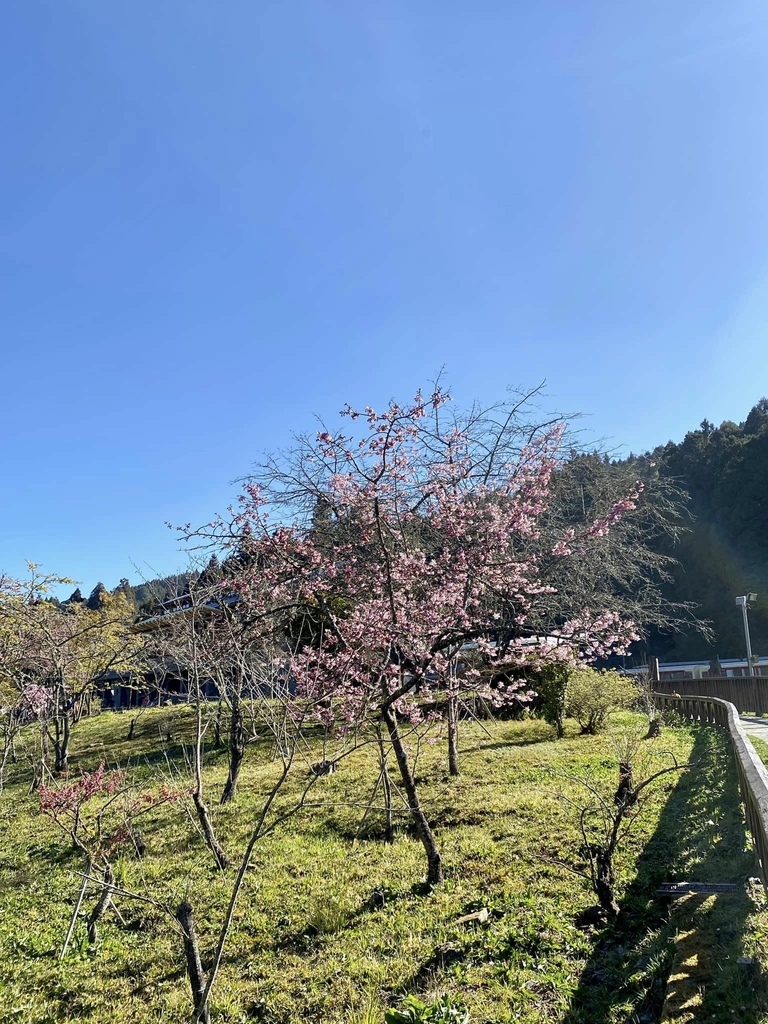 【嘉義阿里山】阿里山森林遊樂區賞花行。day2