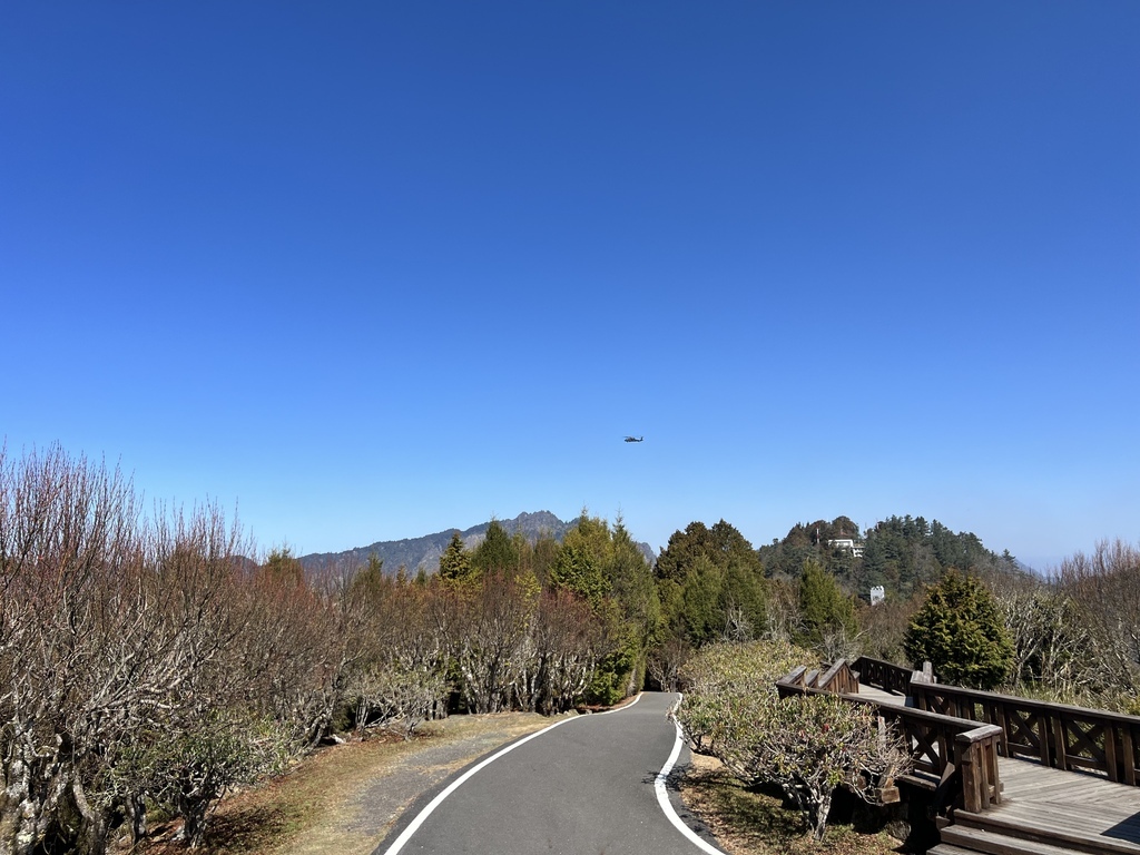 【嘉義阿里山】阿里山森林遊樂區賞花行。day2