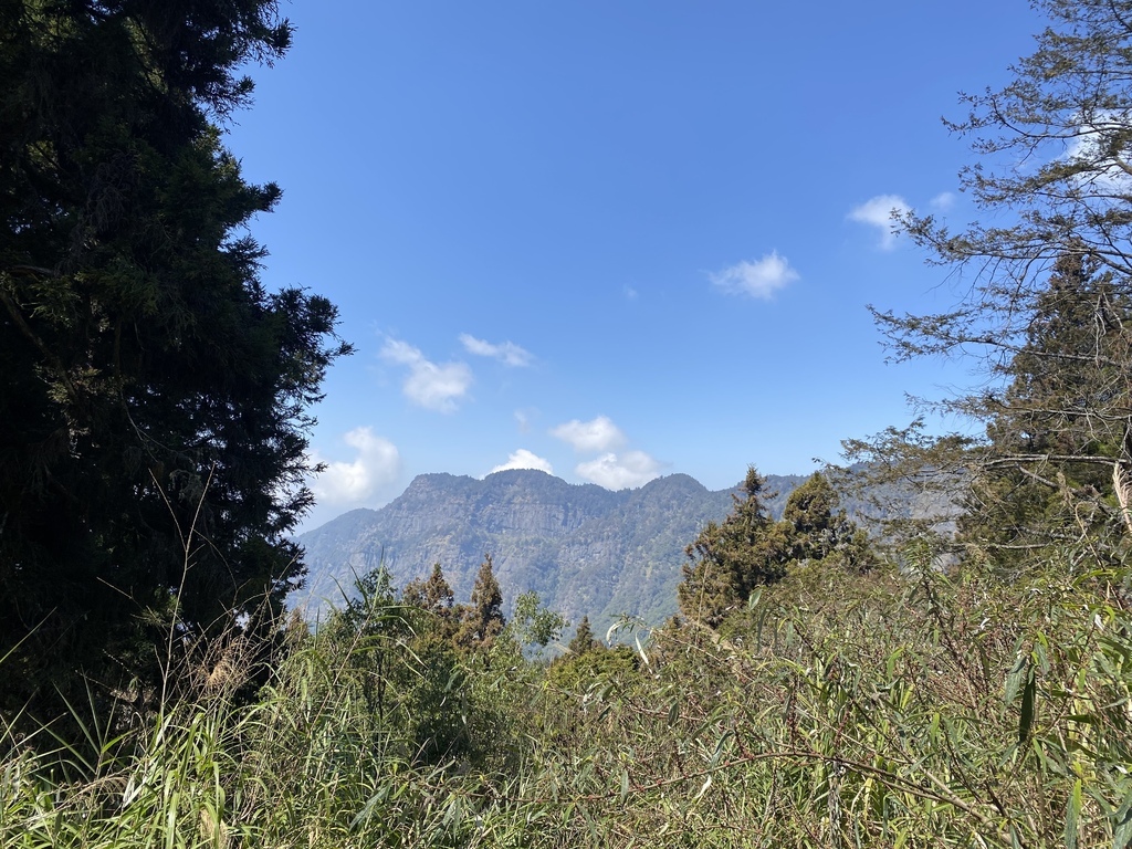 【嘉義阿里山】阿里山森林遊樂區賞花行。day2