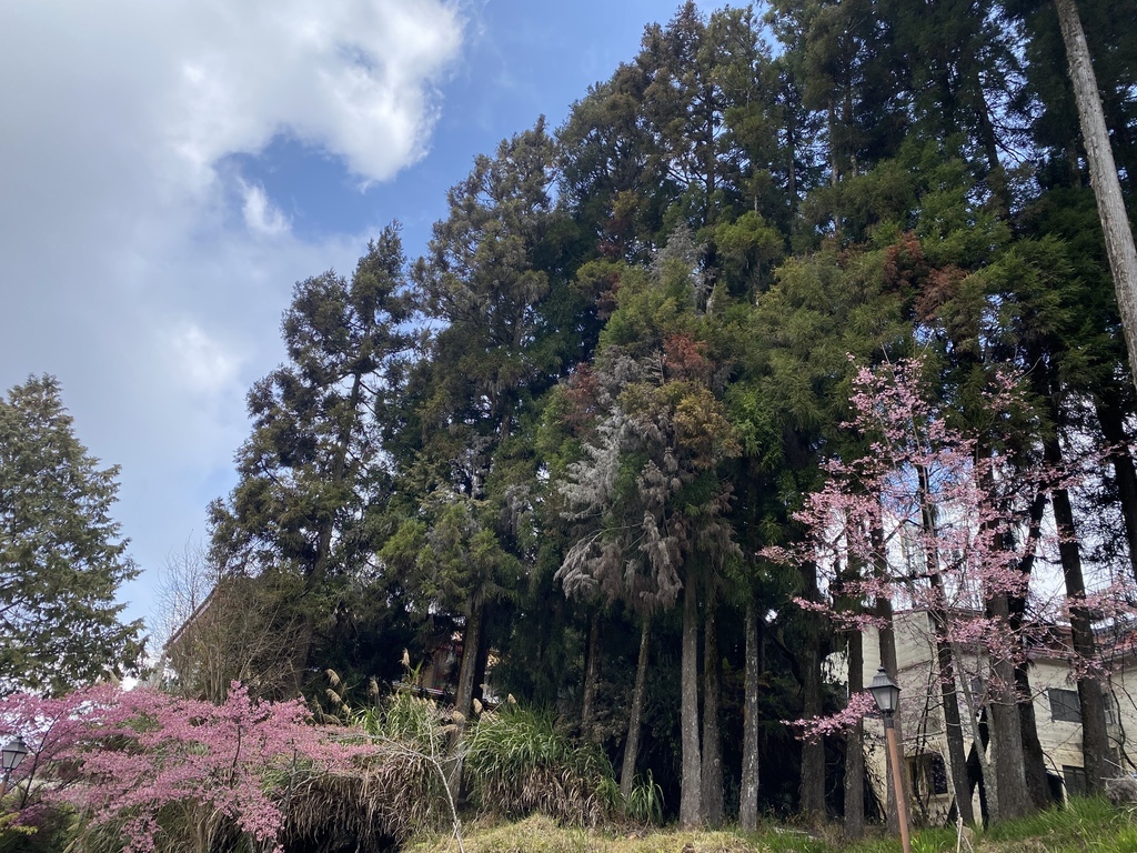 【嘉義阿里山】阿里山森林遊樂區賞花行。day2