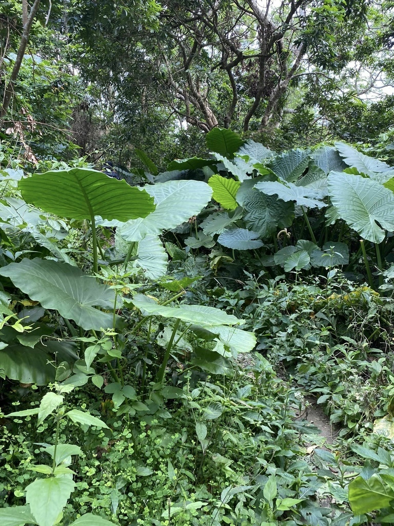 【台南南化】烏山南段:石松子山-紫竹寺-王爺崙山稜線來回