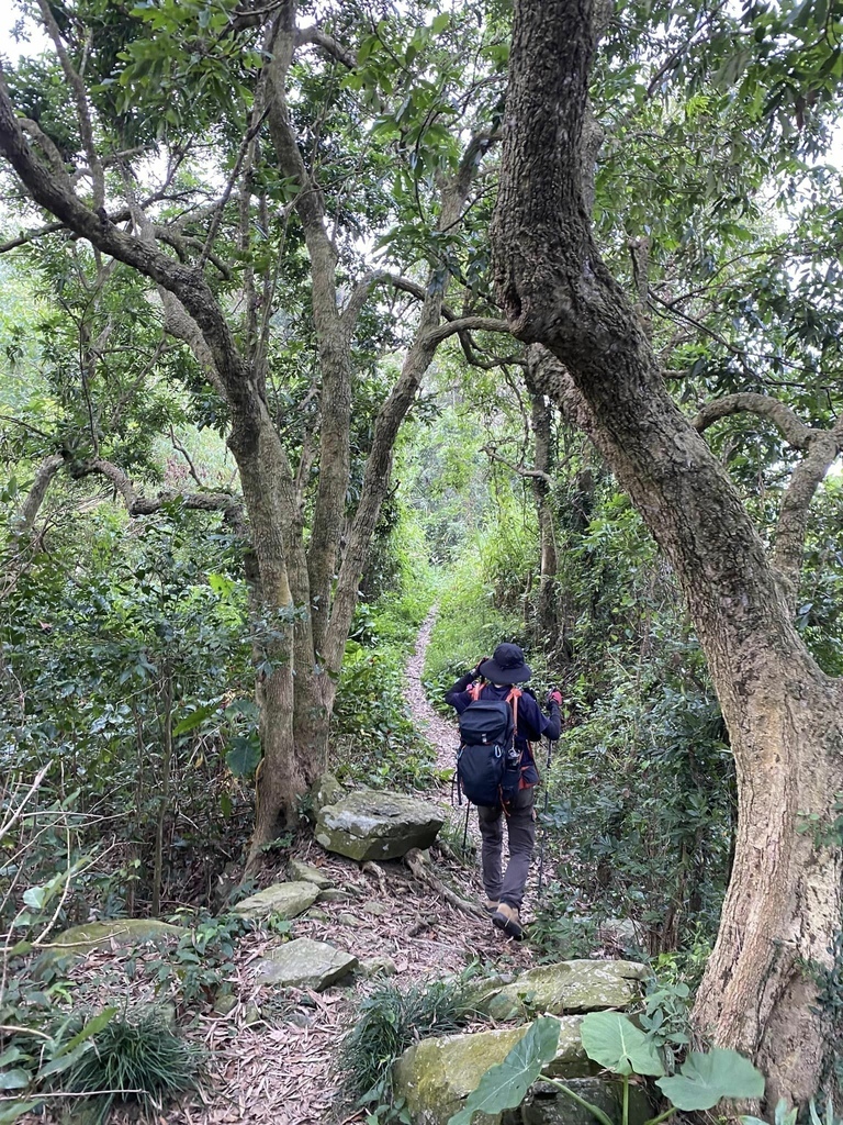 【台南南化】烏山南段:石松子山-紫竹寺-王爺崙山稜線來回