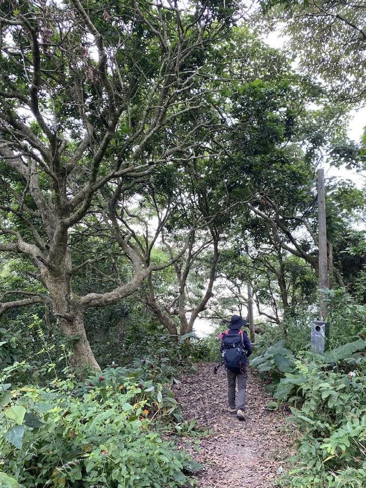 【台南南化】烏山南段:石松子山-紫竹寺-王爺崙山稜線來回