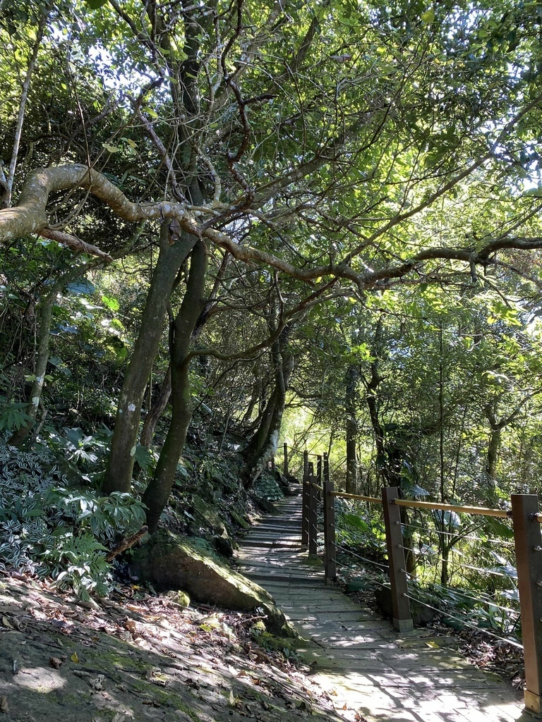 【雲林古坑】華山5號步道-4-2步道-二尖-大尖-大眾廟環線