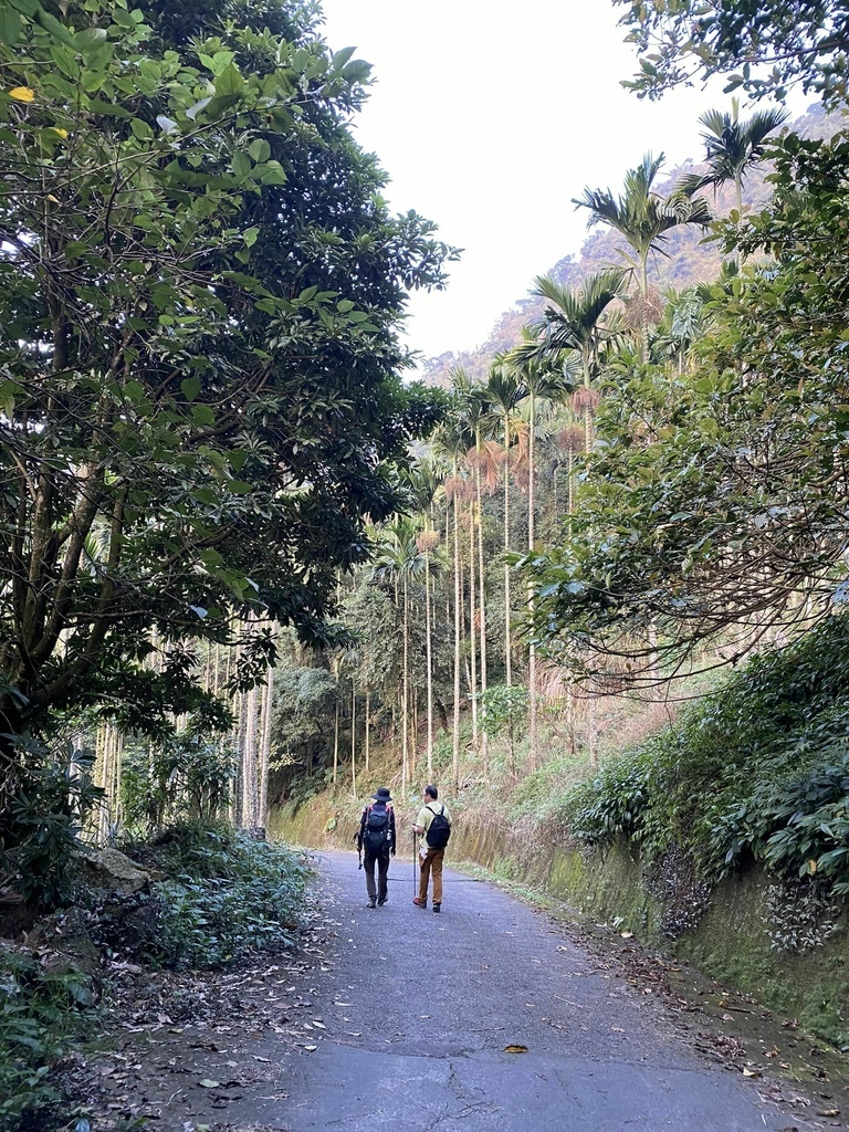 【雲林古坑】華山5號步道-4-2步道-二尖-大尖-大眾廟環線