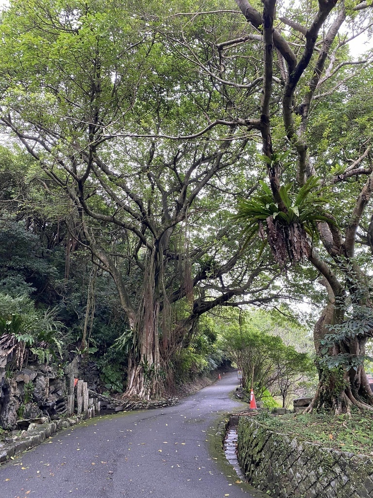 【宜蘭頭城】草嶺古道&桃源谷草嶺線