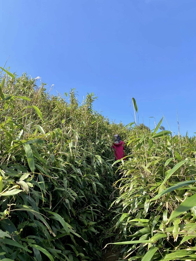 【宜蘭礁溪-新北坪林】聖母登山步道&三角崙山