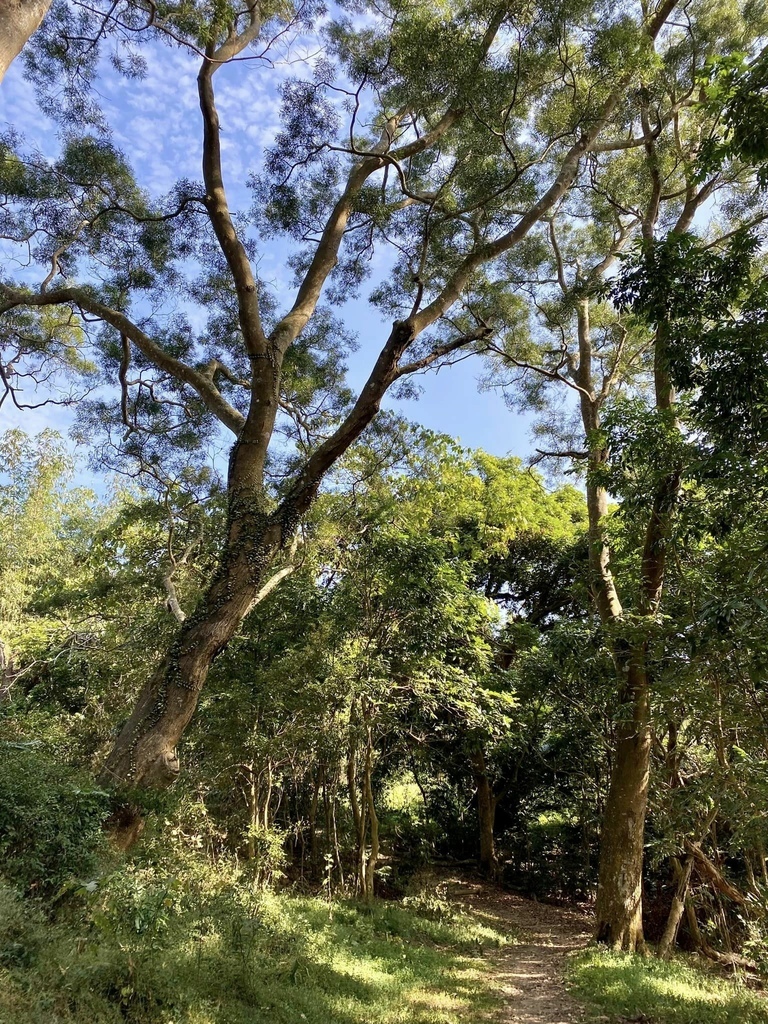 【高雄甲仙】六義山登山步道(紫霞登山口-觀湖平台來回)