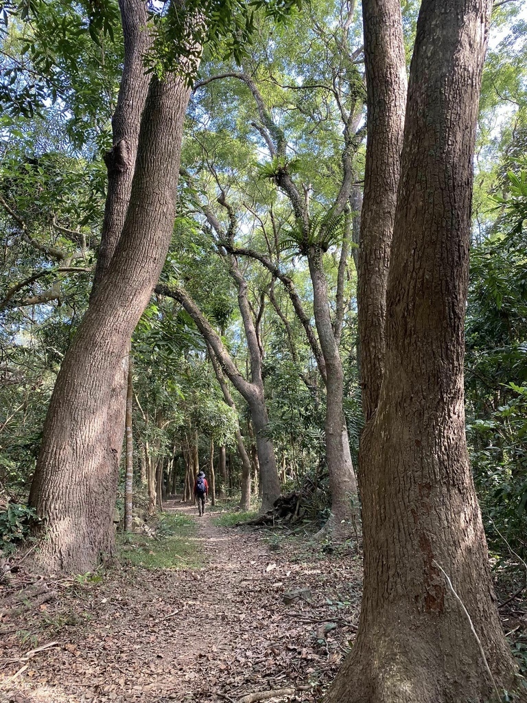 【高雄甲仙】六義山登山步道(紫霞登山口-觀湖平台來回)