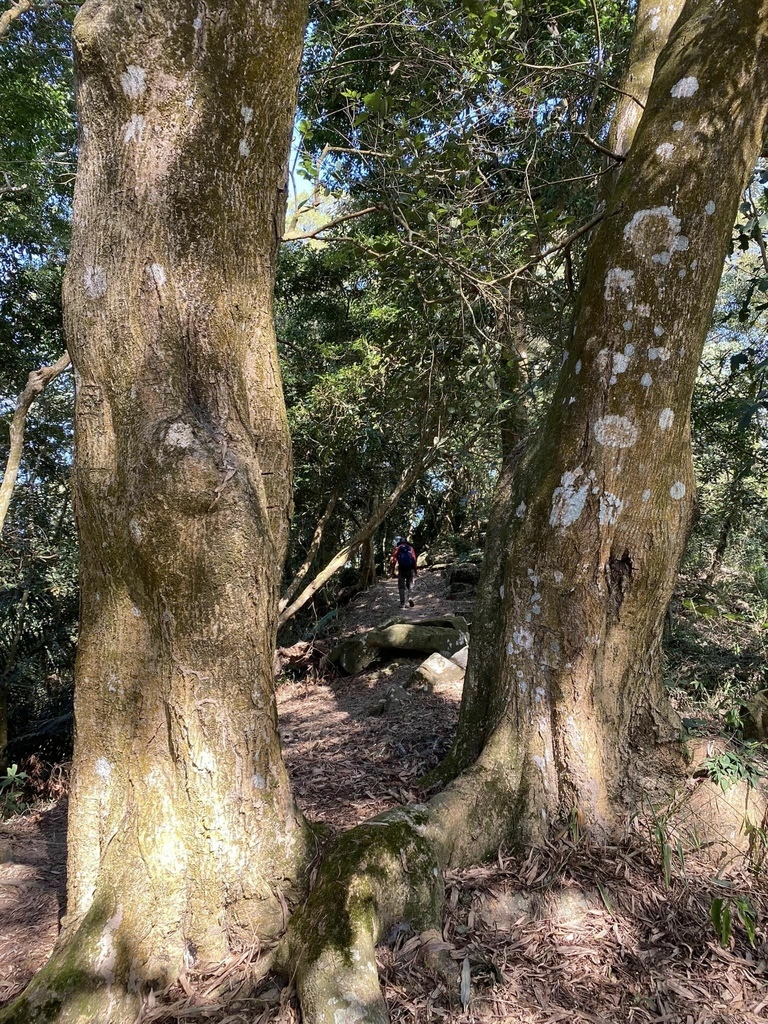 【高雄甲仙】六義山登山步道(紫霞登山口-觀湖平台來回)