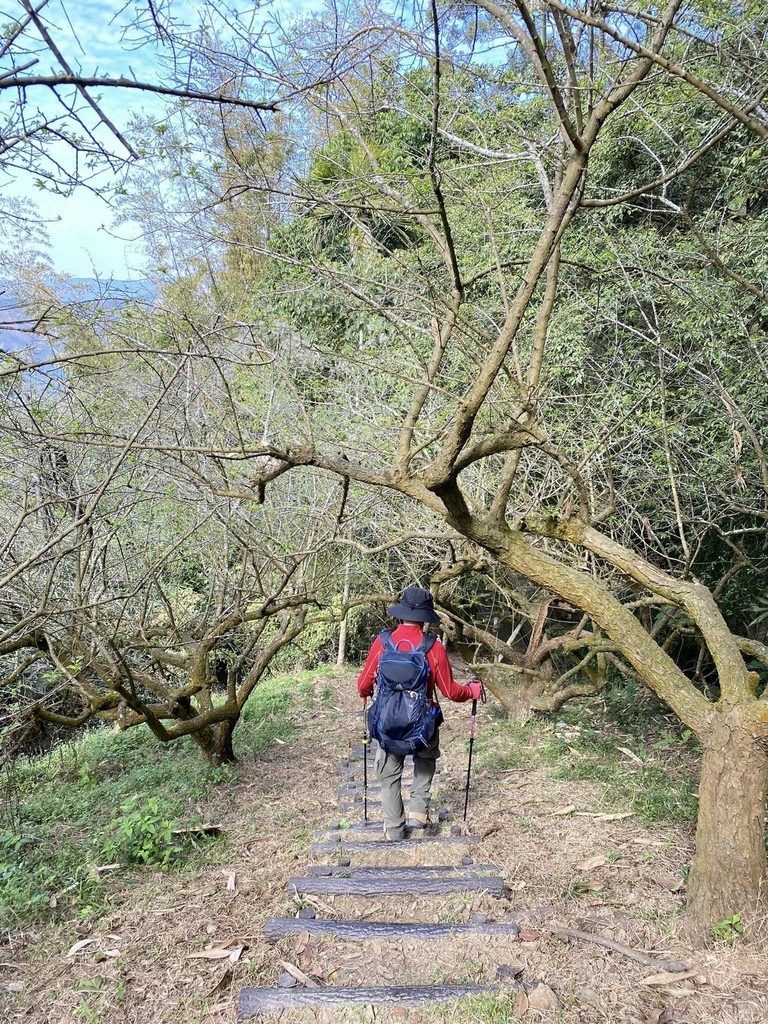 【高雄甲仙】六義山登山步道(紫霞登山口-觀湖平台來回)