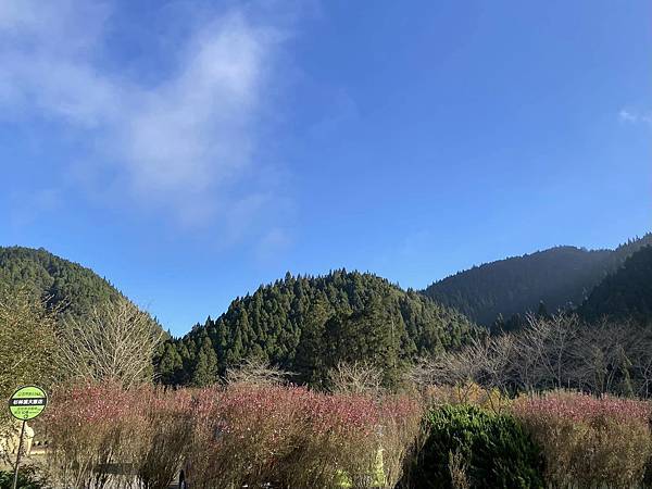 【南投竹山】杉林溪生態園區