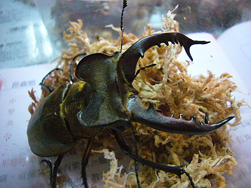 高砂深山鍬形蟲lucanus Maculifemoratus Taiwanus 售完 賽德克甲蟲工作室 痞客邦 高砂深山鍬形蟲lucanus Maculifemoratus Taiwanus 售完 賽德克甲蟲工作室 痞客邦