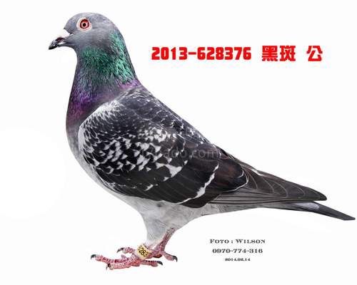 冠鳴376鴿身