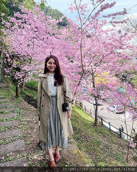 【桃園復興/賞櫻】免門票拉拉山賞櫻秘境/超夢幻粉嫩櫻花海爆開中(2020.02.28北橫櫻花季即時花況)