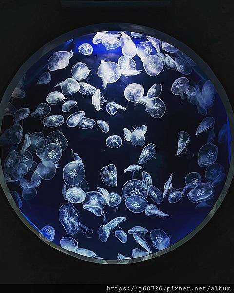 127188001_3426197970810181_460560056754518241_n.jpg 127188001_3426197970810181_460560056754518241_n.jpg