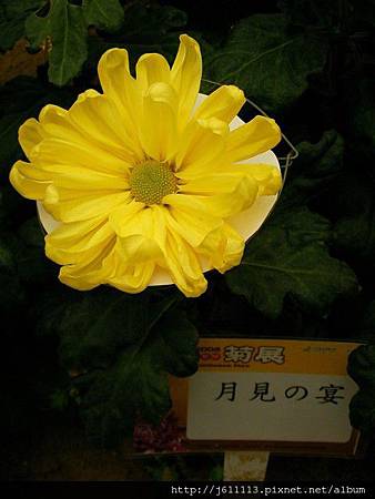 室內菊花005