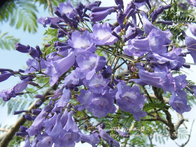 就是愛拍拍 花花接力賽紫有為妳 藍花楹 Jessica徐妹的媽 痞客邦