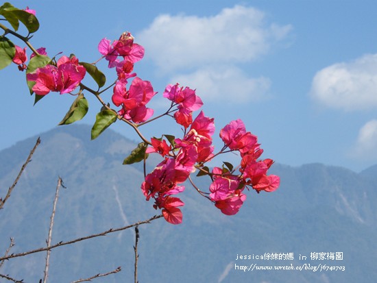 <遊記>南投.賞梅第三彈柳家梅園