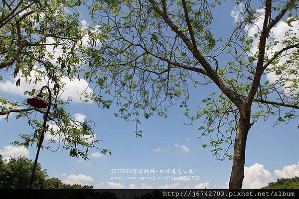 白河蓮花公園 (10)