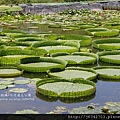 白河蓮花公園 (12)