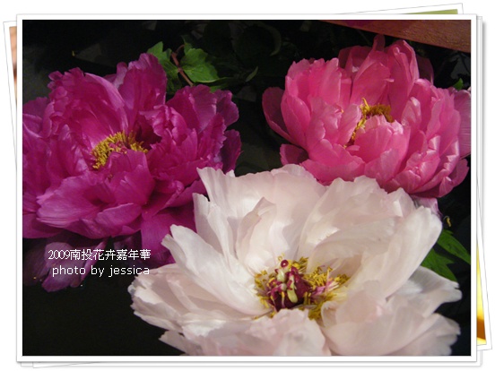 2009南投花卉嘉年華 (35)