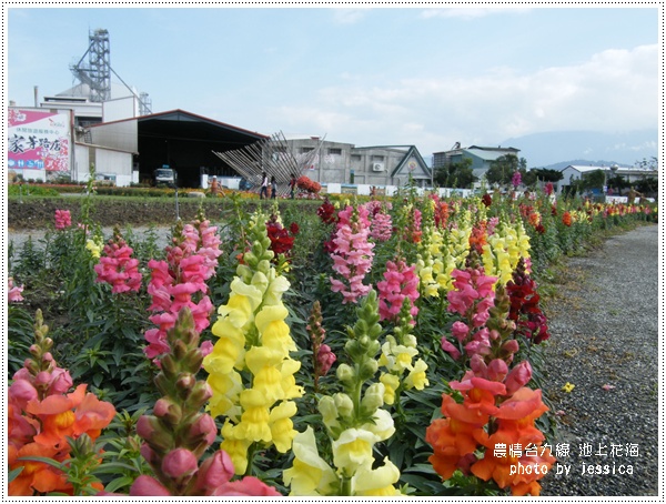 台東池上花海 (13)