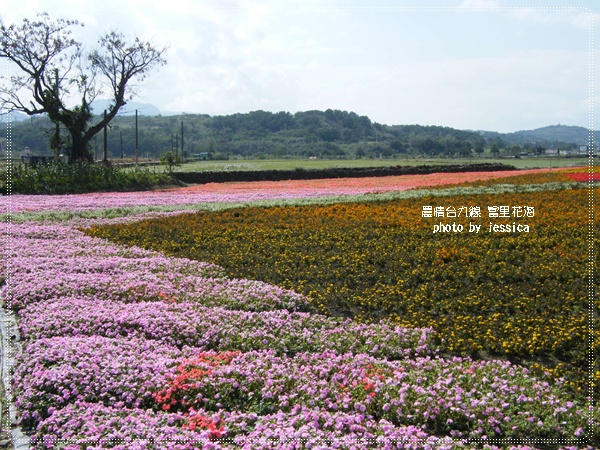 花蓮富里花海 (4)